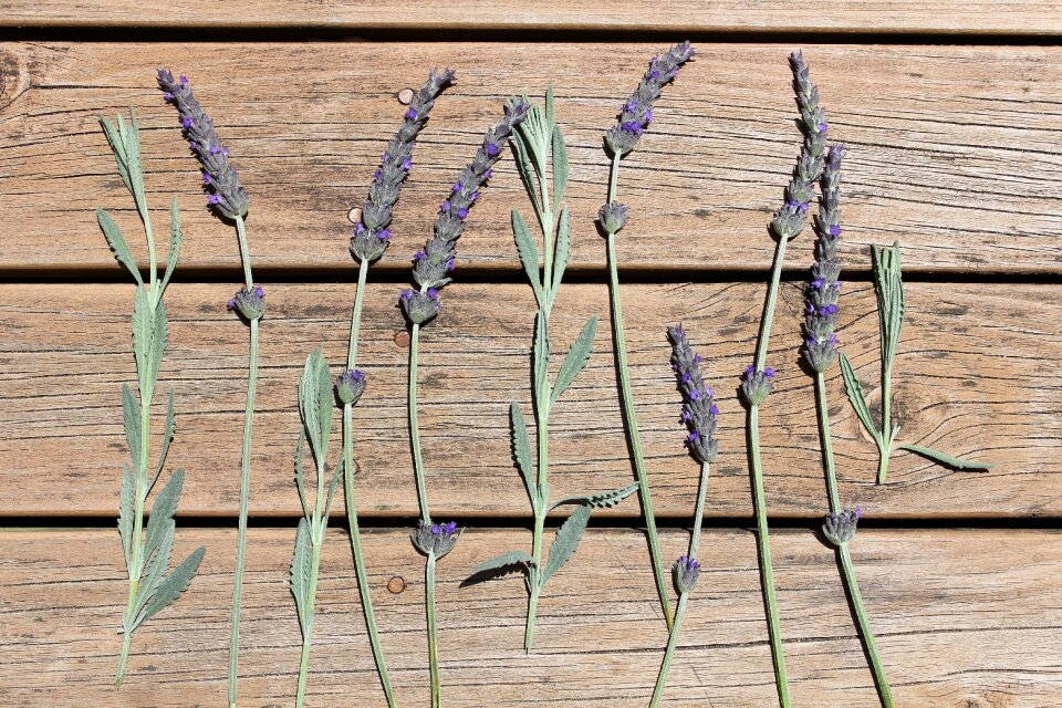 Nature native plant