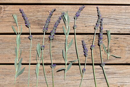 Nature native plant