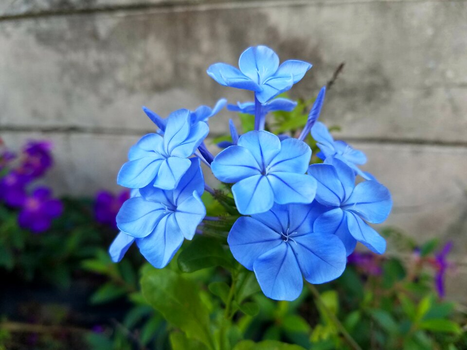 Blossom bloom plant