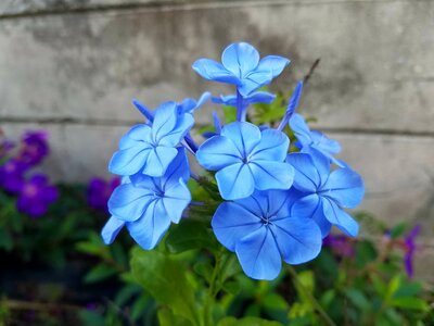 Blossom bloom plant
