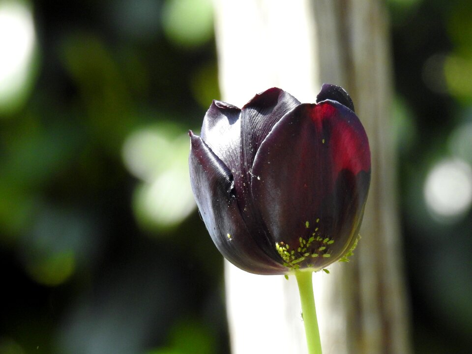 Close up spring flowers isolated