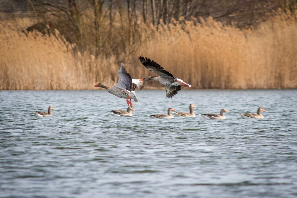 Creature goose bird