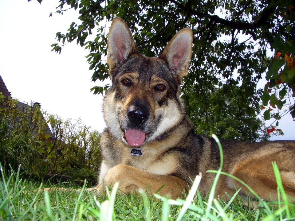 Czechoslovak wolf dog luna