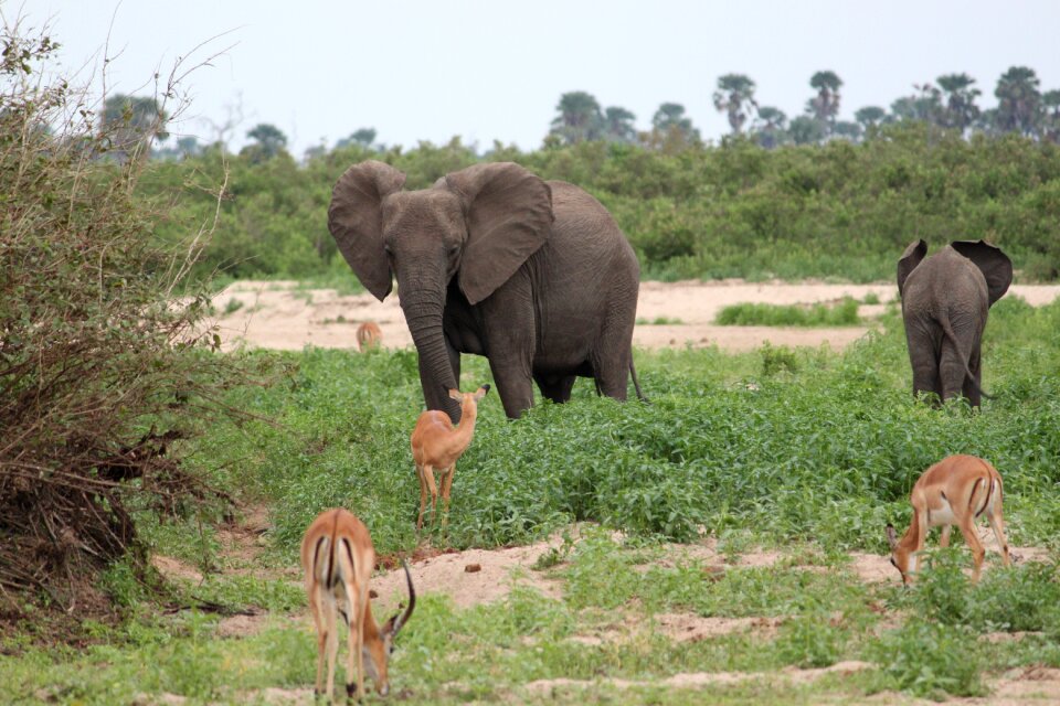Seringeti kenya tanzania