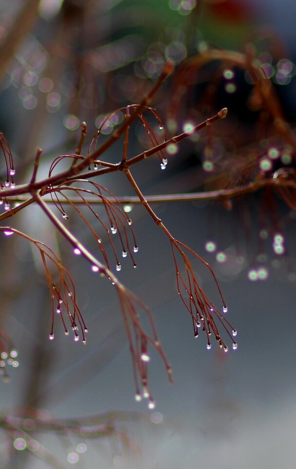 Plant tree shine