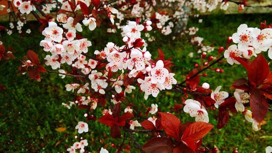 Cherry blossom spring natural