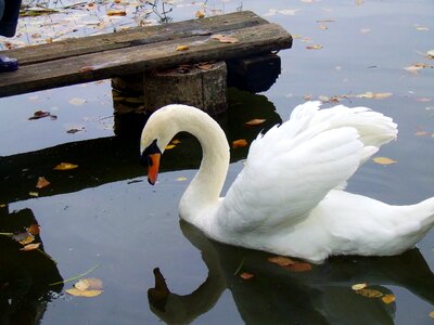 Water nature swans photo