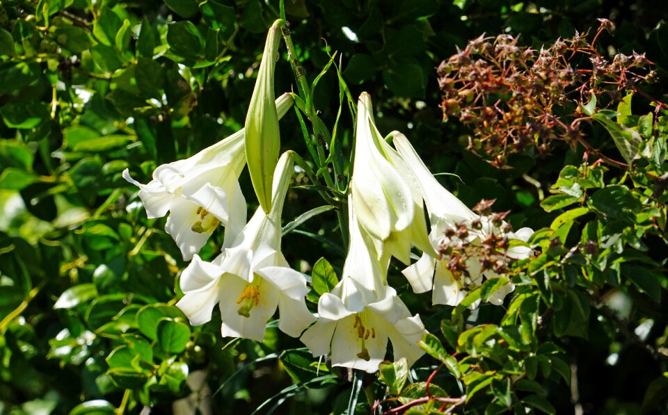 Flowers white blossom summer