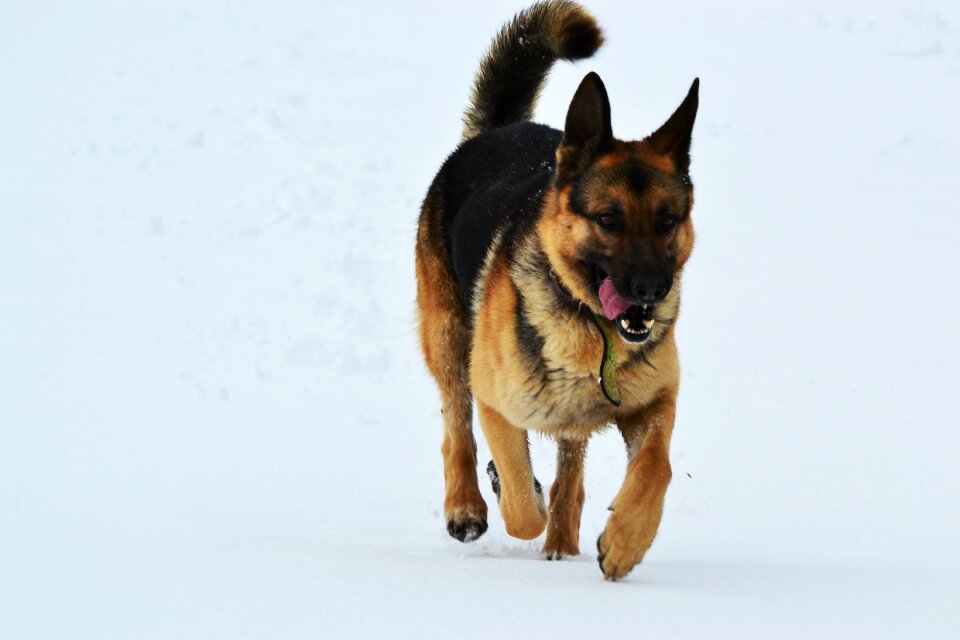 Snow run the german shepherd dog