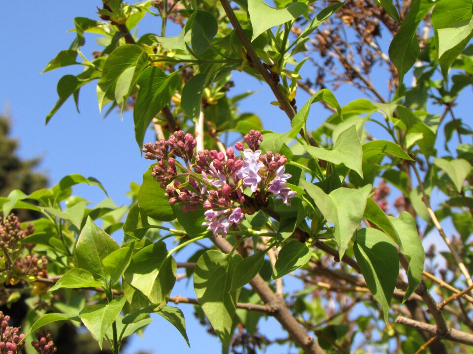 Lilac spring bloom