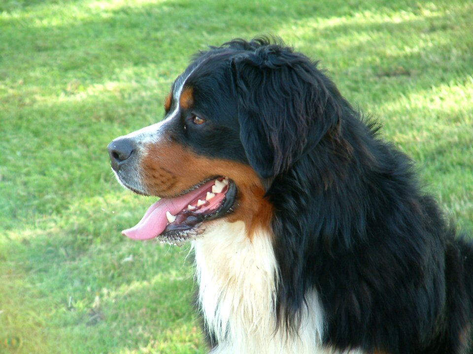 Animal bernese mountain dog dog