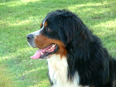 Animal bernese mountain dog dog photo