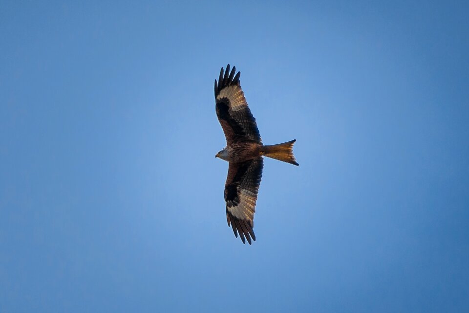 Bird flight sky bird