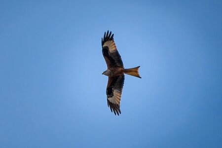 Bird flight sky bird photo