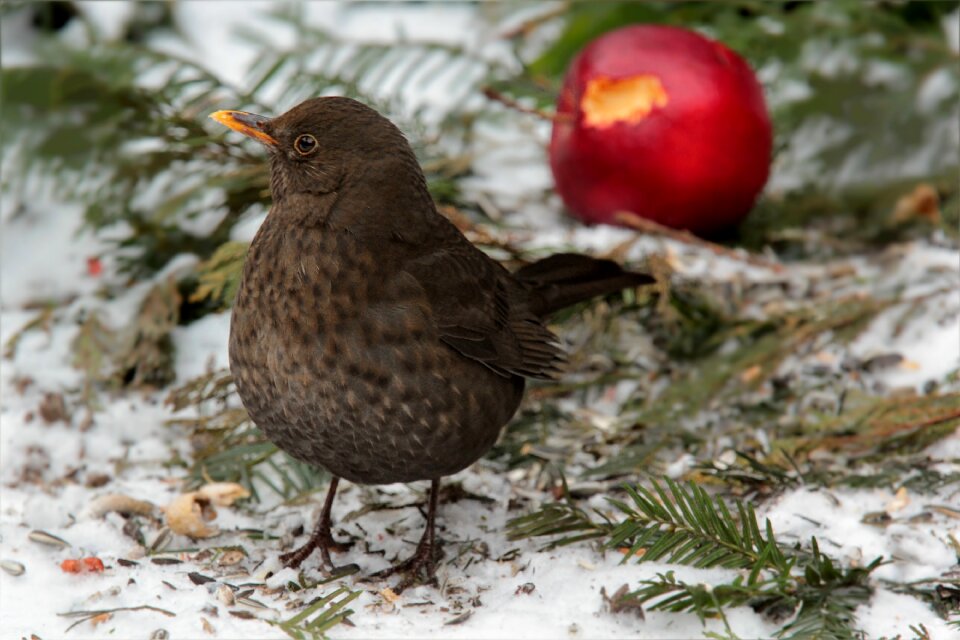 Turdus philomelos foraging garden winter