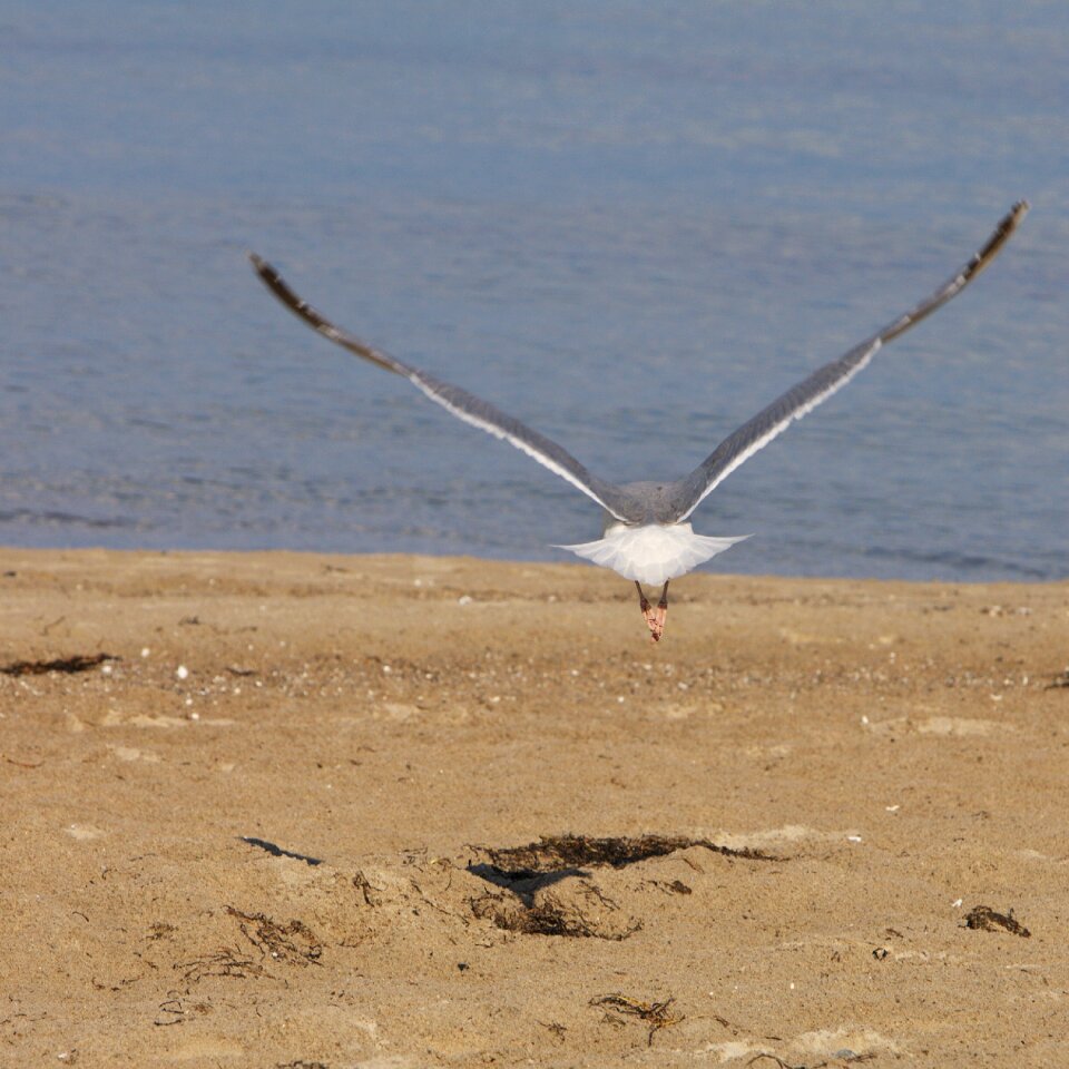 Nature sea animal world