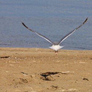 Nature sea animal world
