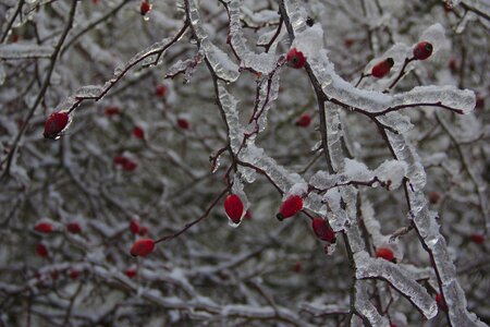 Iced frost ice photo