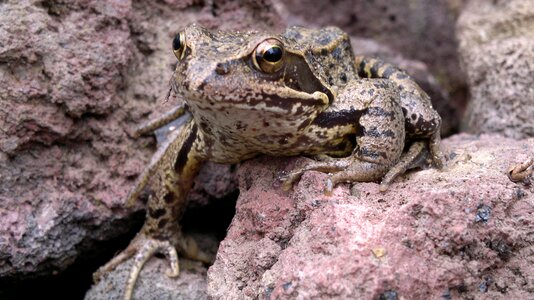 Animals brown frog amphibians photo