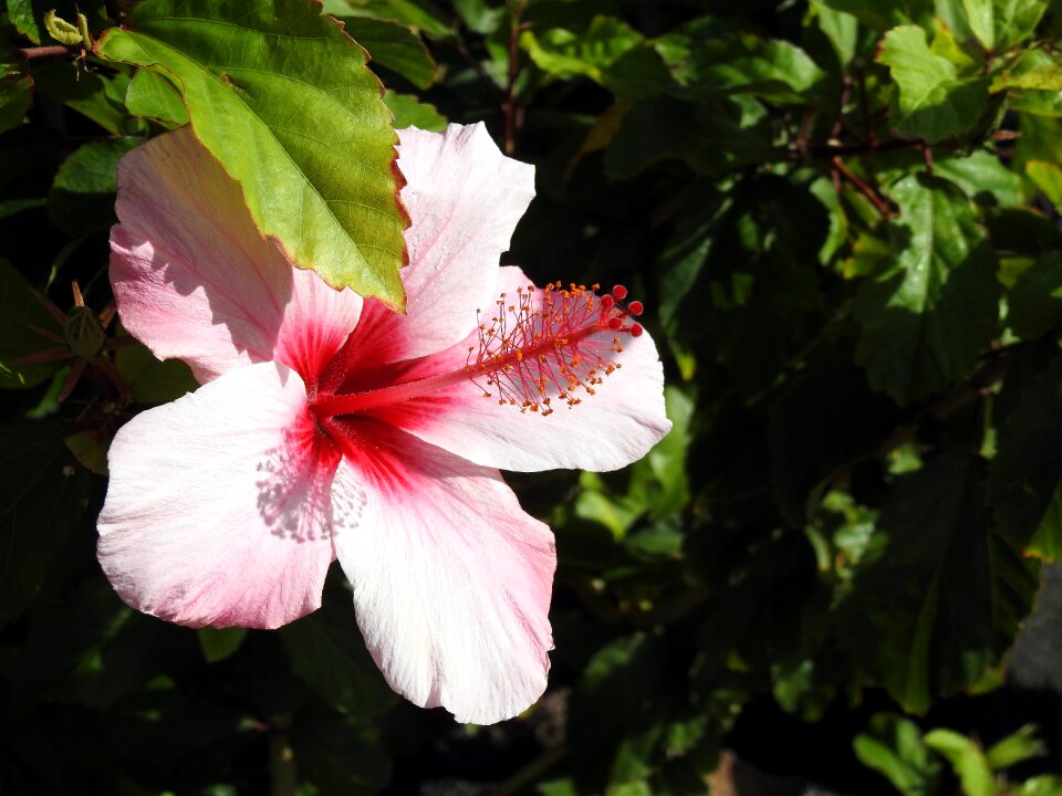 Mallow pink close up
