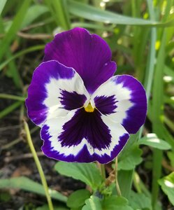 Violet pansy bloom photo