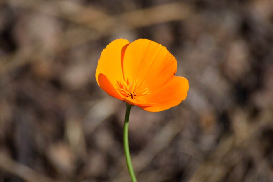 Orange poppy growth