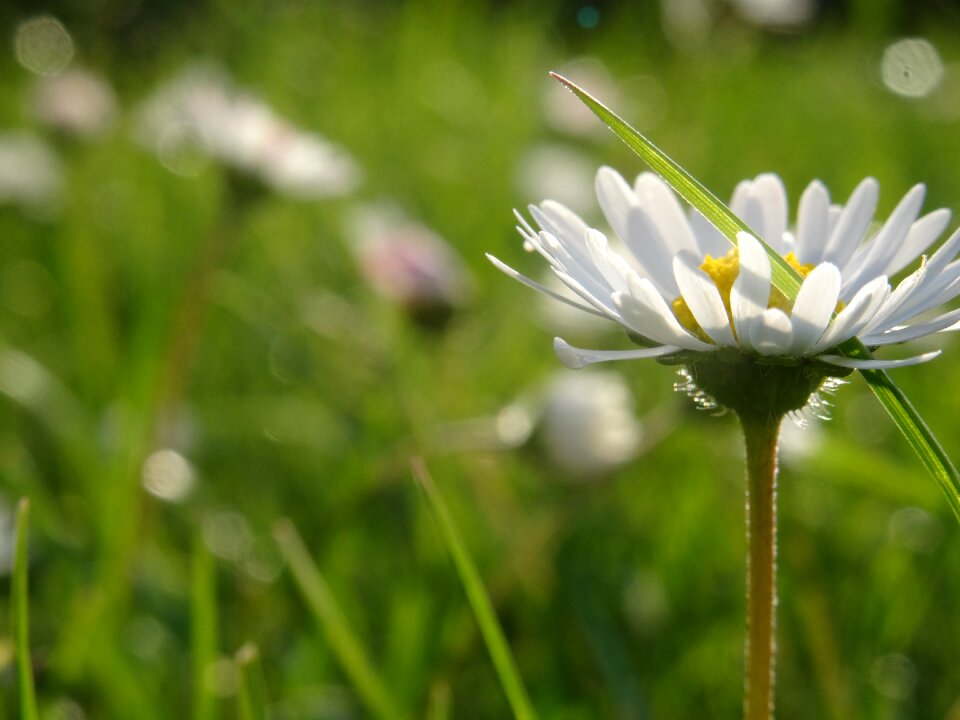 Green spring nature photo