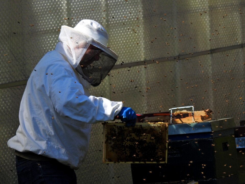 Bee keeping honey bees insect photo