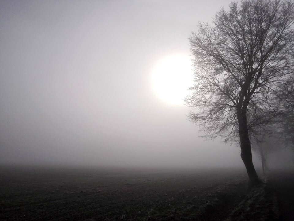 Fog field tree