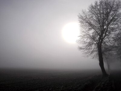 Fog field tree