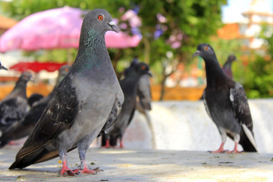 Pigeon birds flying