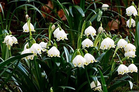 Snowflake leucojum vernum early bloomer