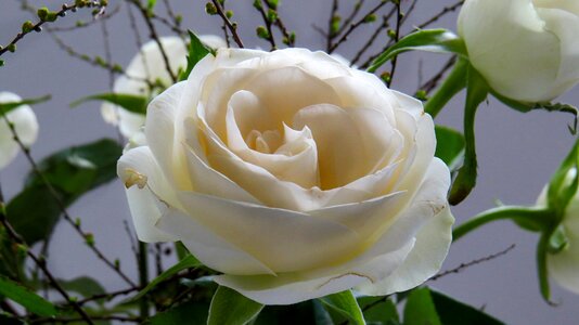 Bloom rose blooms way of the roses
