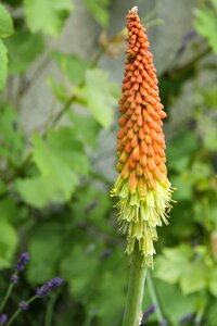 Flower spring garden