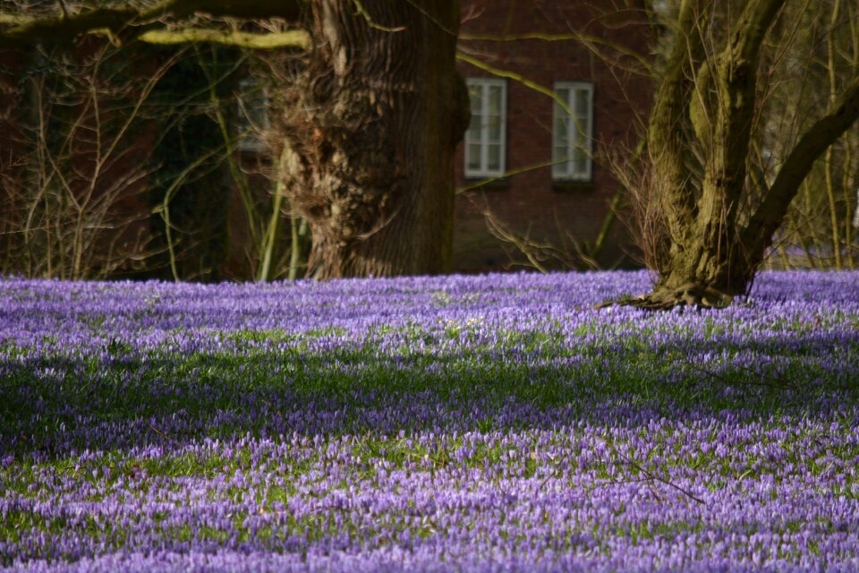 Blossom bloom husum
