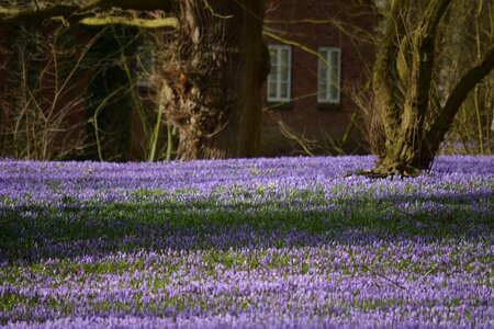 Blossom bloom husum