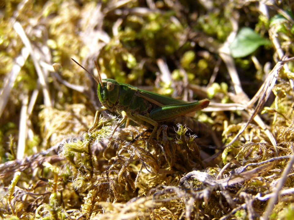 Grasshopper insect close up photo