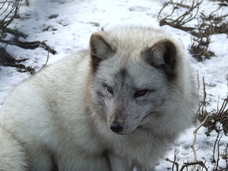 Fur animal wildlife