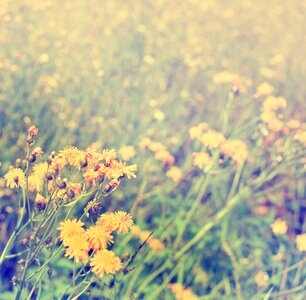 Field yellow common dandelion photo