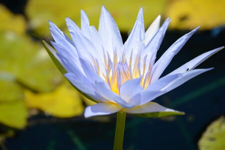 Water lily nature pond