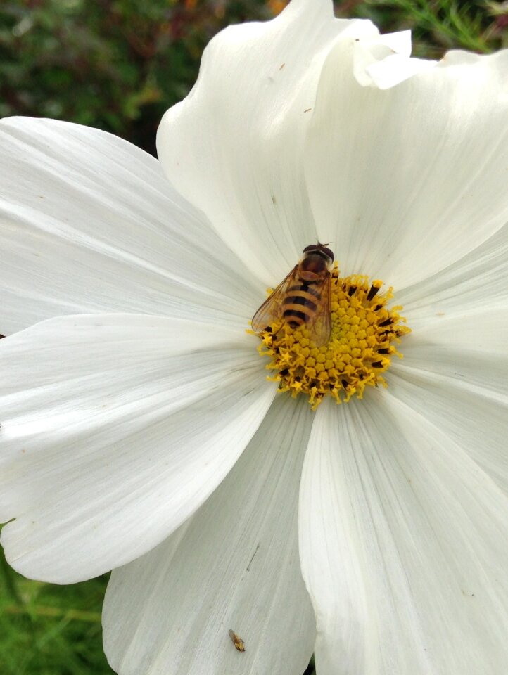 Flower gardens