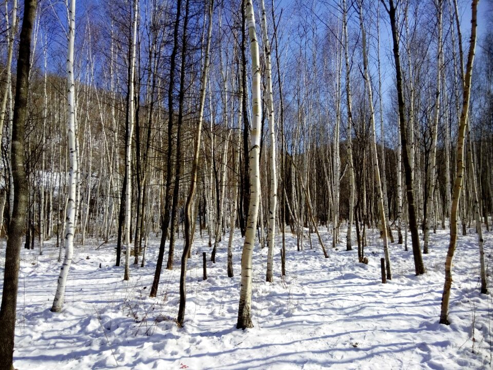 Harbin woods snow