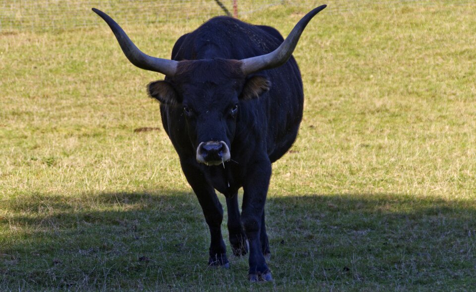 Ruminant horns cattle
