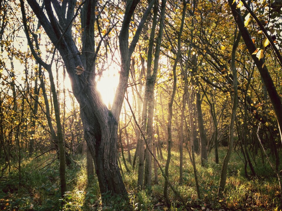 Autumn fall sunlight