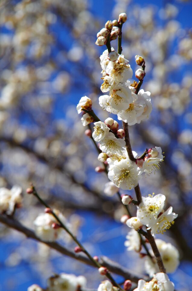 Plum blossoms pink red plum