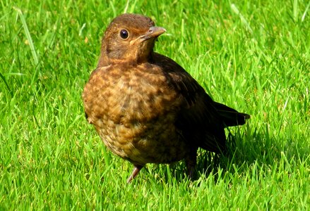Songbird spring grass