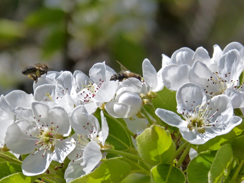 Bee flying bee apis melifera