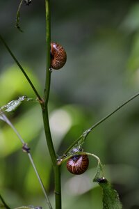 Snail shell close up