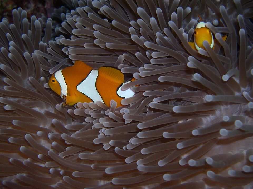 Clownfish sulawesi walea