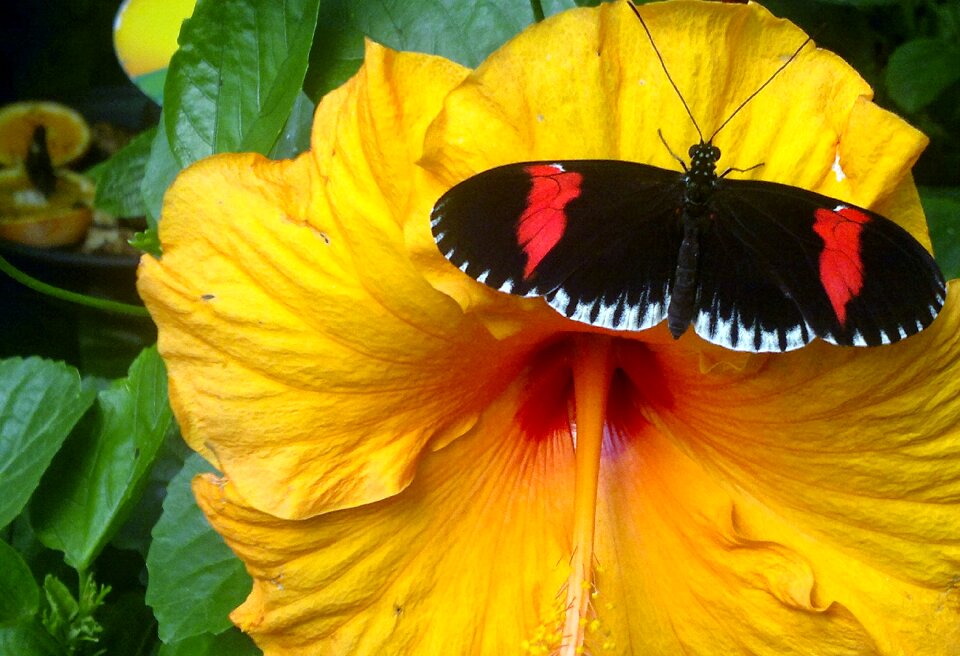 Butterfly summer